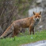 nature wilderness natura selvaggia
